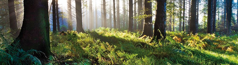 Sonnenstrahlen durchbrechen die Bäume, erhellen den moosigen Boden. Fernen und Gräser leuchten im sanften Morgenlicht, schaffen eine friedliche Atmosphäre.